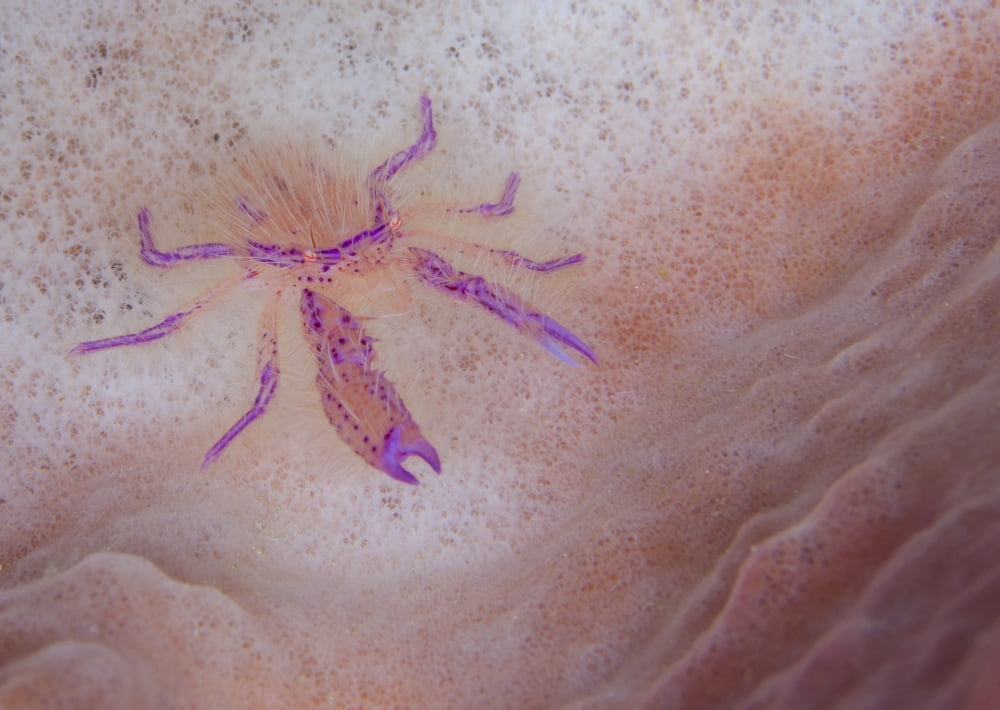 Hairy squat lobster on pink sponge Solomon Islands Canvas Art - Steve JonesStocktrek Images (34 x 24)