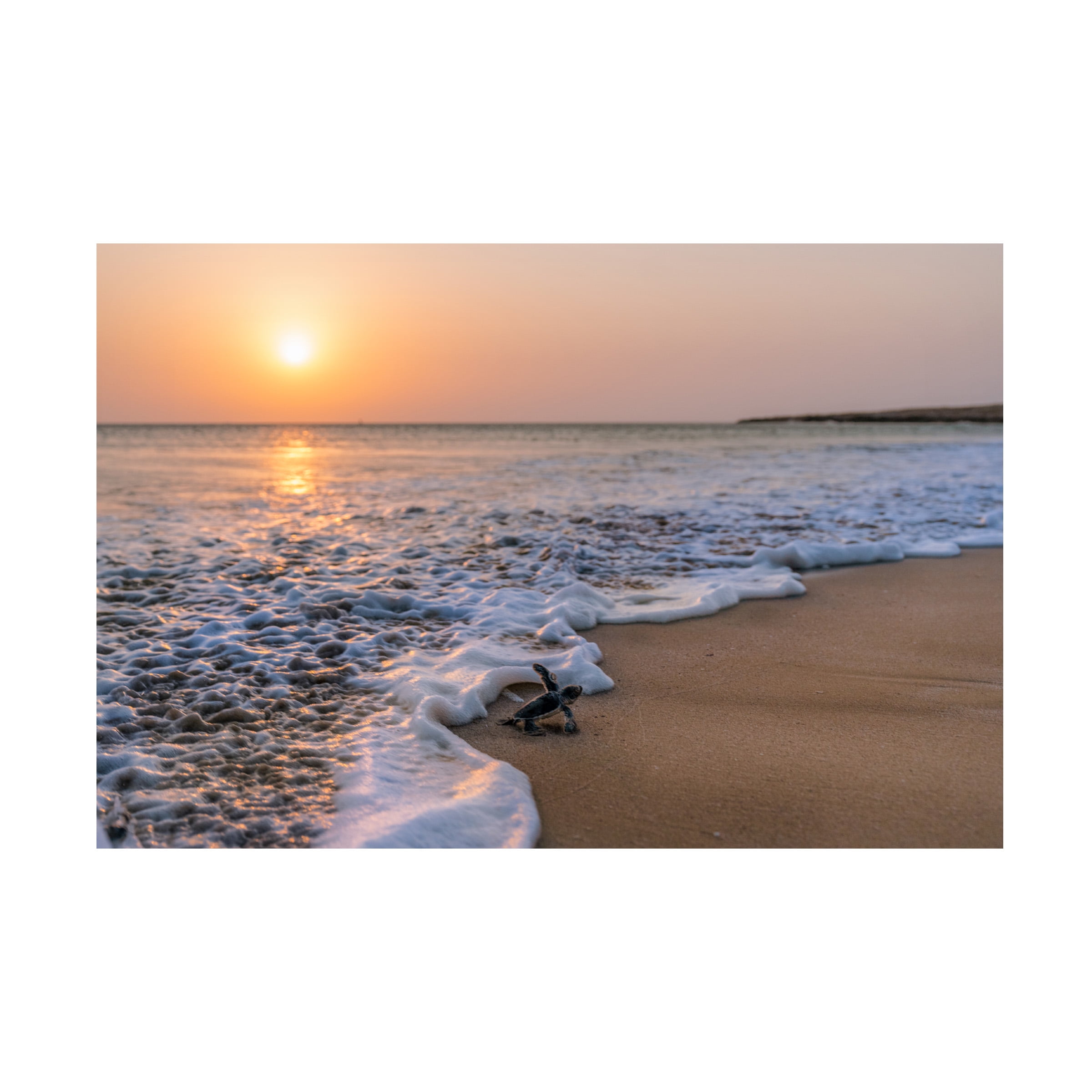 Haitham AL Farsi 'Green Turtle' Canvas Art