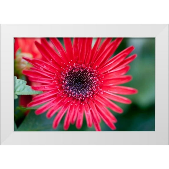 Hakimipour-Ritter 32x23 White Modern Wood Framed Museum Art Print Titled - Asian Shield II