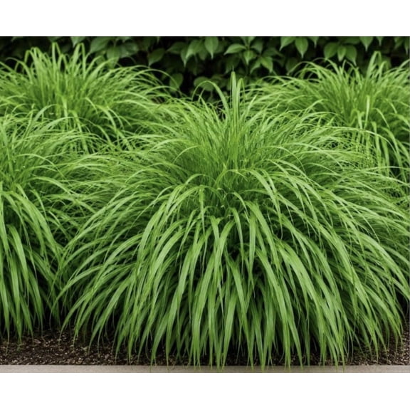 Hakonechloa macra Japanese Forest Grass Bare Root Plants, 25 Count