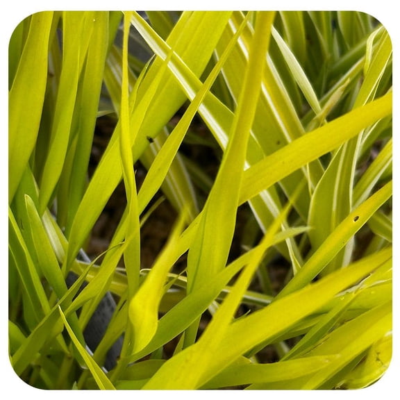 Hakonechloa macra 'Lime Zest'Ornamental GrassVibrant limegreen foliage  1 Gallon
