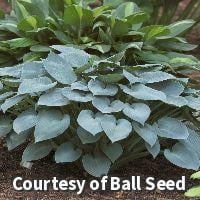 Halcyon Hosta - 1 Gallon Perennial