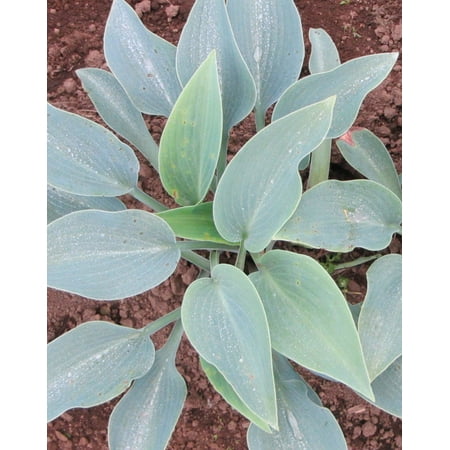 Halcyon Hosta - 3 root divisions