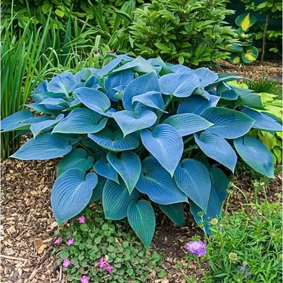 Halcyon Hosta Live Plant in 4" Pot- Blue Hosta Plant Perennial Plant - Ormanental Plant Indoor Outdoor Garden