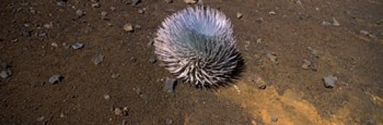 Haleakala silversword (Argyroxiphium sandwicense subsp macrocephalum) Haleakala National Park Maui Hawaii USA Canvas Art - Panoramic Images (36 x 12)