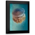 thumbnail image 1 of Halevy, Yaron 13x18 Black Modern Framed Museum Art Print Titled - Jellyfish - Phylorhiza Punctata, 1 of 5