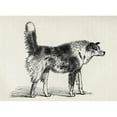 thumbnail image 1 of Half Bred Shepherd Dog with Hostile Intentions. Illustration by Mr. A. May From Poster Print, 1 of 1