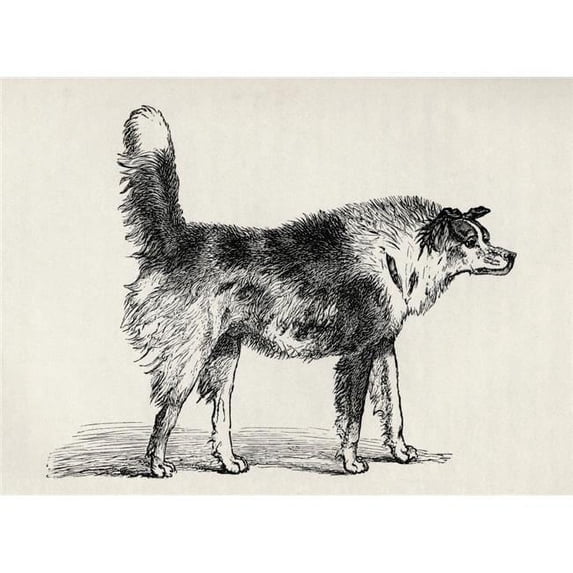 Half Bred Shepherd Dog with Hostile Intentions. Illustration by Mr. A. May From Poster Print