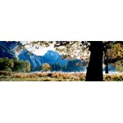 Half Dome Yosemite National Park California USA Canvas Art - Panoramic Images 36 x 12