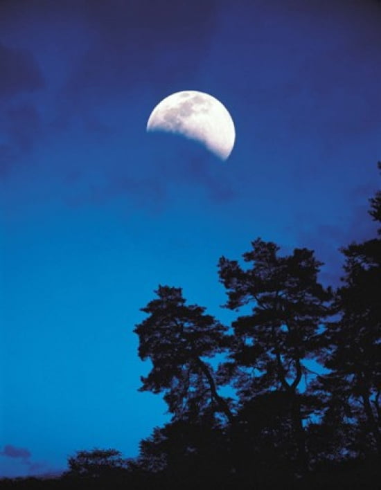 Half-Moon over Trees in Dark Canvas Art - Panoramic Images (28 x 36)