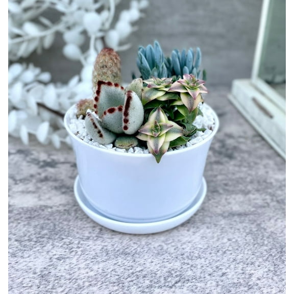 Half Past a Freckle Succulent Garden