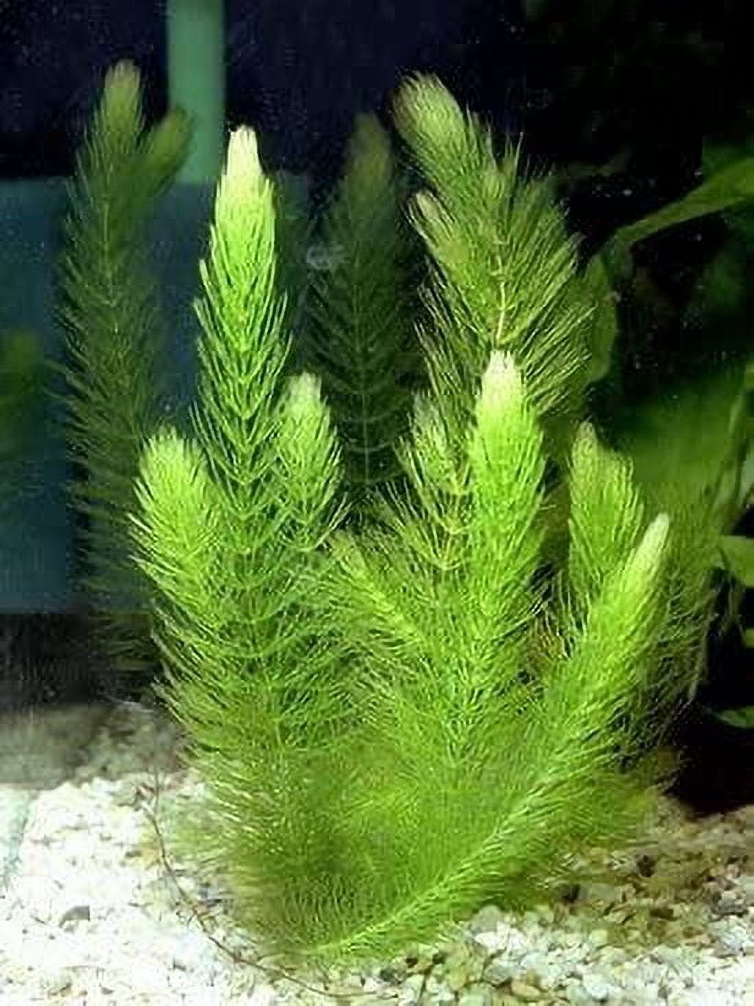 Half Price Joe's 1 Pound (1 Lb) Hornwort Branches (Horn Worth) Plant for Oxygenating Aquariums & Ponds