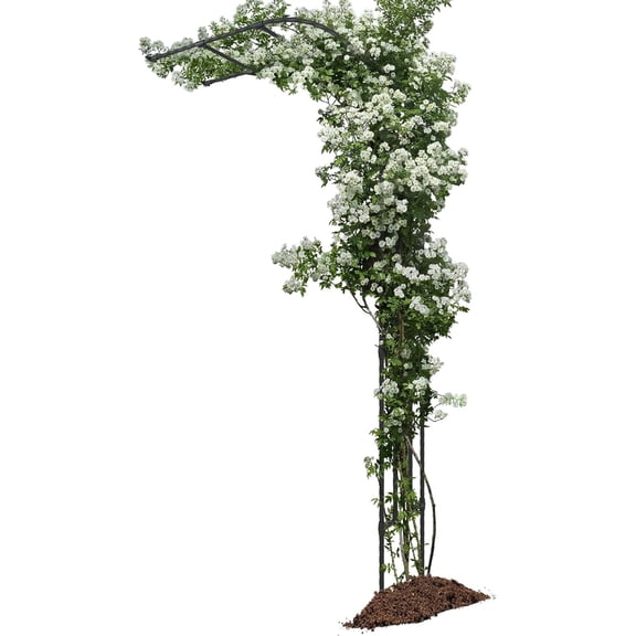 Half Sided Arch Against The Wall Garden Arch Trellis - Garden Arch Arbor Trellis for Climbing Plants Outdoor - Garden Arch Trellis Arbor for Home Yard and Garden（Black）