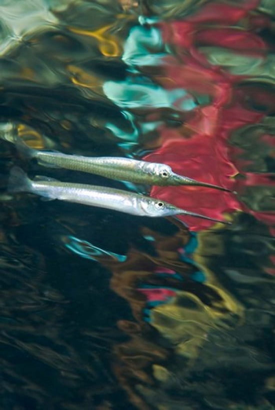 Halfbeak fish Canvas Art - Jaynes Gallery DanitaDelimont (18 x 26)