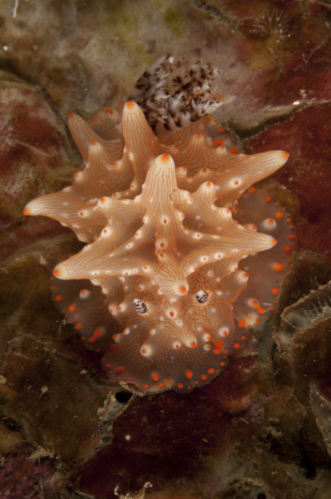 Halgerda batangas nudibranch North Sulawesi Indonesia Canvas Art - Mathieu MeurStocktrek Images (12 x 18)