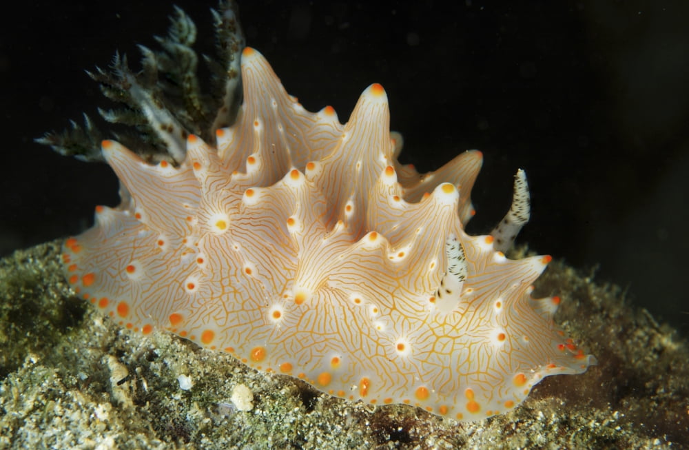 Halgerda batangas orange spotted nudibranch Canvas Art - Mathieu MeurStocktrek Images (35 x 23)