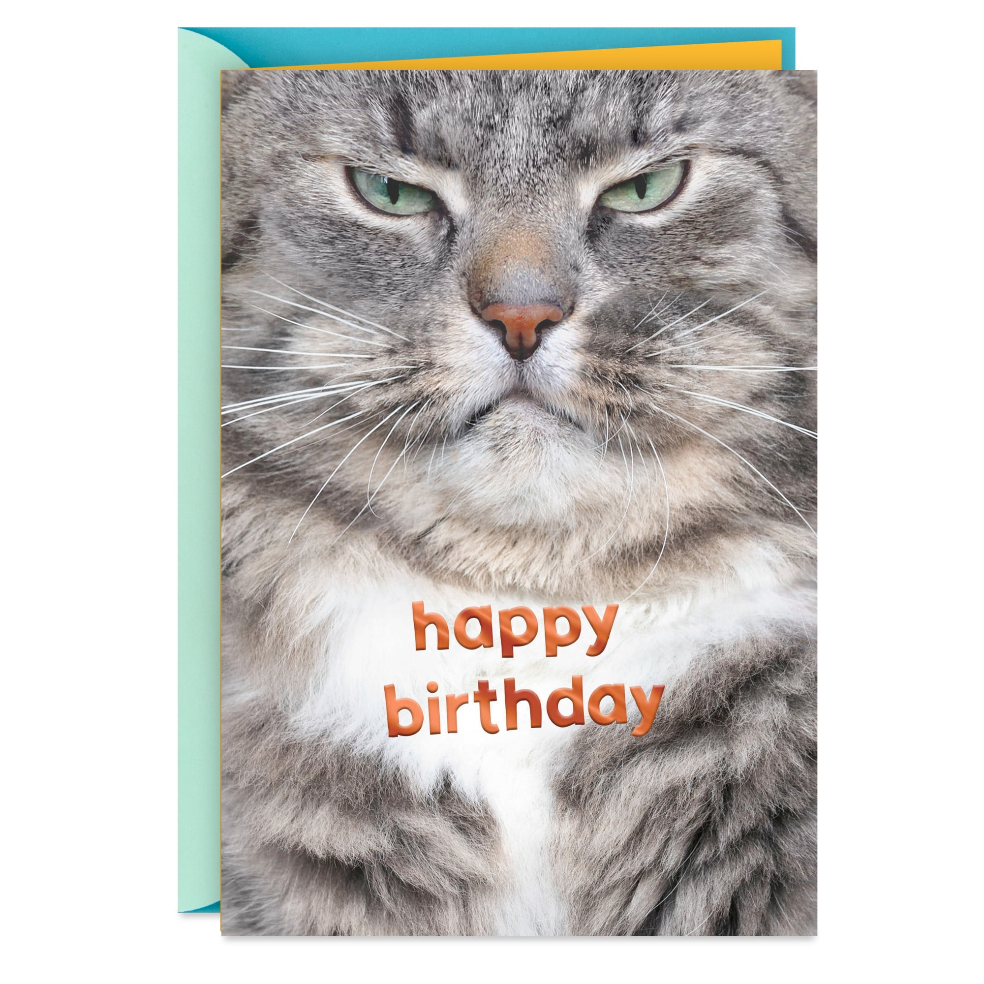 Hallmark Funny Birthday Card (Grouchy Cat)