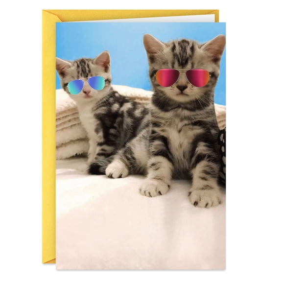 Hallmark Shoebox Funny Friendship Card (Awesome Cats in Sunglasses)