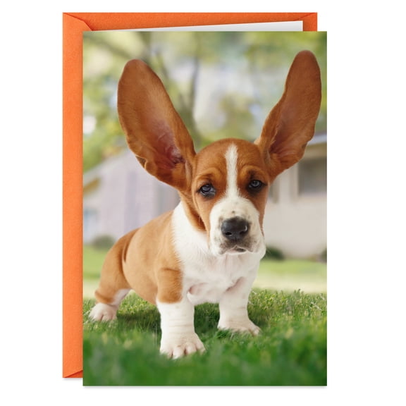 Hallmark Shoebox Funny Encouragement Card (I'm All Ears)