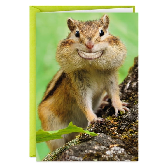 Hallmark Shoebox Funny Congratulations Card (Grinning Chipmunk)