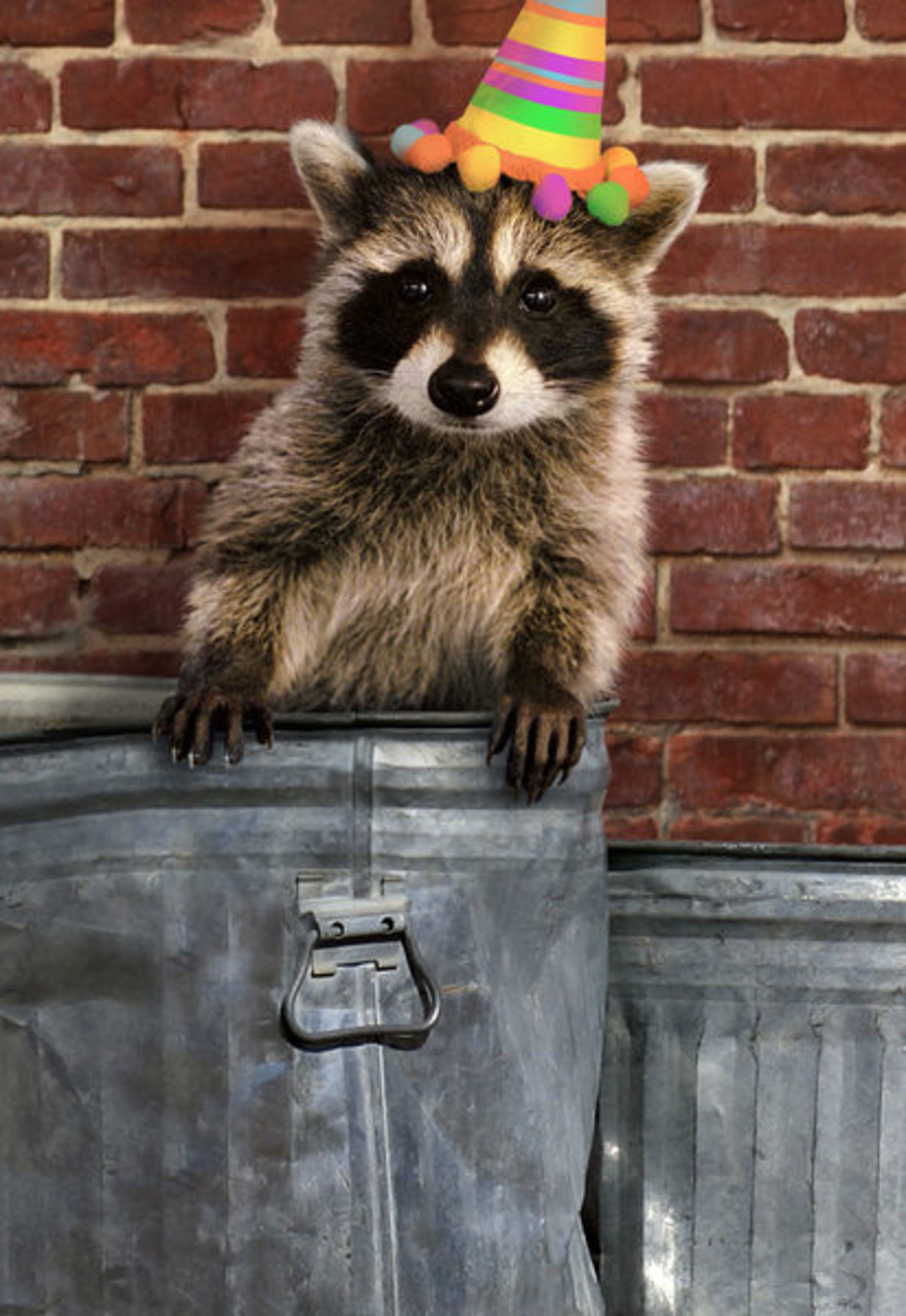 Hallmark Shoebox Birthday Card for Anyone - TRASH RACCOON