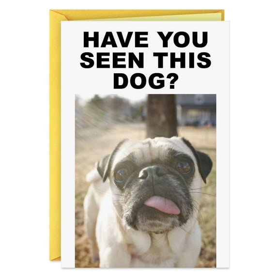 Hallmark Shoebox Funny Birthday Card (Have You Seen This Dog)