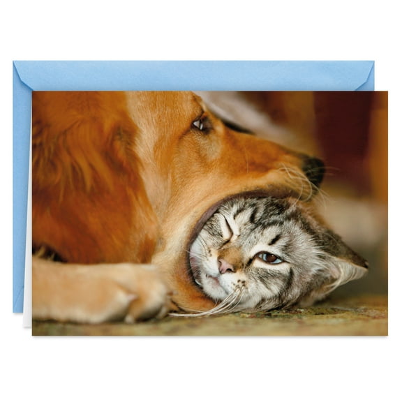 Hallmark Shoebox Funny Birthday Card (Something to Chew On)