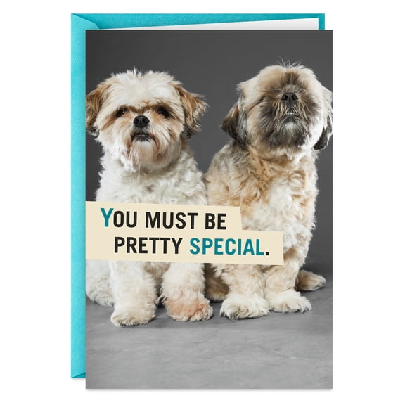 Hallmark Shoebox Funny Birthday Card (Shih Tzu Pun)