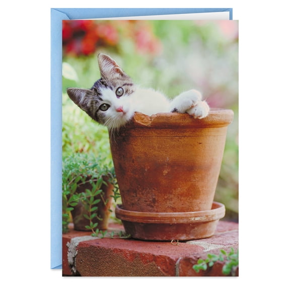 Hallmark Shoebox Funny Birthday Card (Grew You a Cat)
