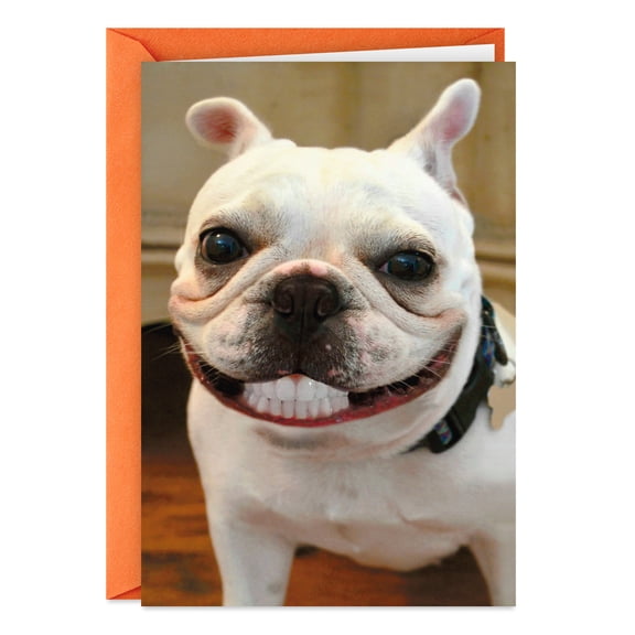 Hallmark Shoebox Funny Birthday Card (Smiling Dog)