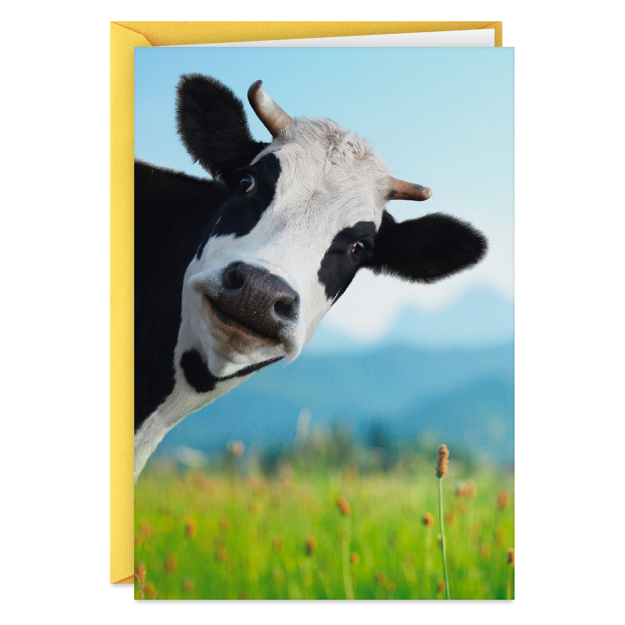 Hallmark Shoebox Funny Thank-You Card (Moo-chas Gracias)