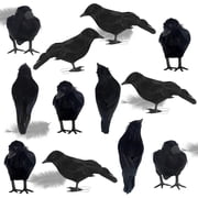 Halloween Birds, Black Feathered Crows, Realistic Looking Halloween Birds Decoration Birds, 12
