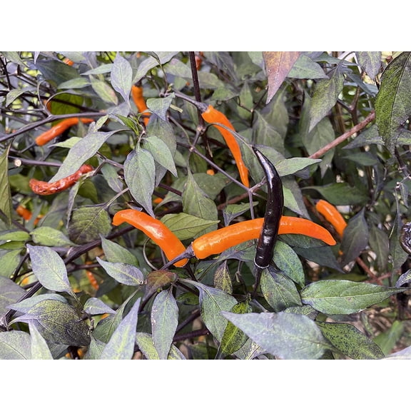 Halloween Black and Orange Thai Pepper Premium Seeds Packet