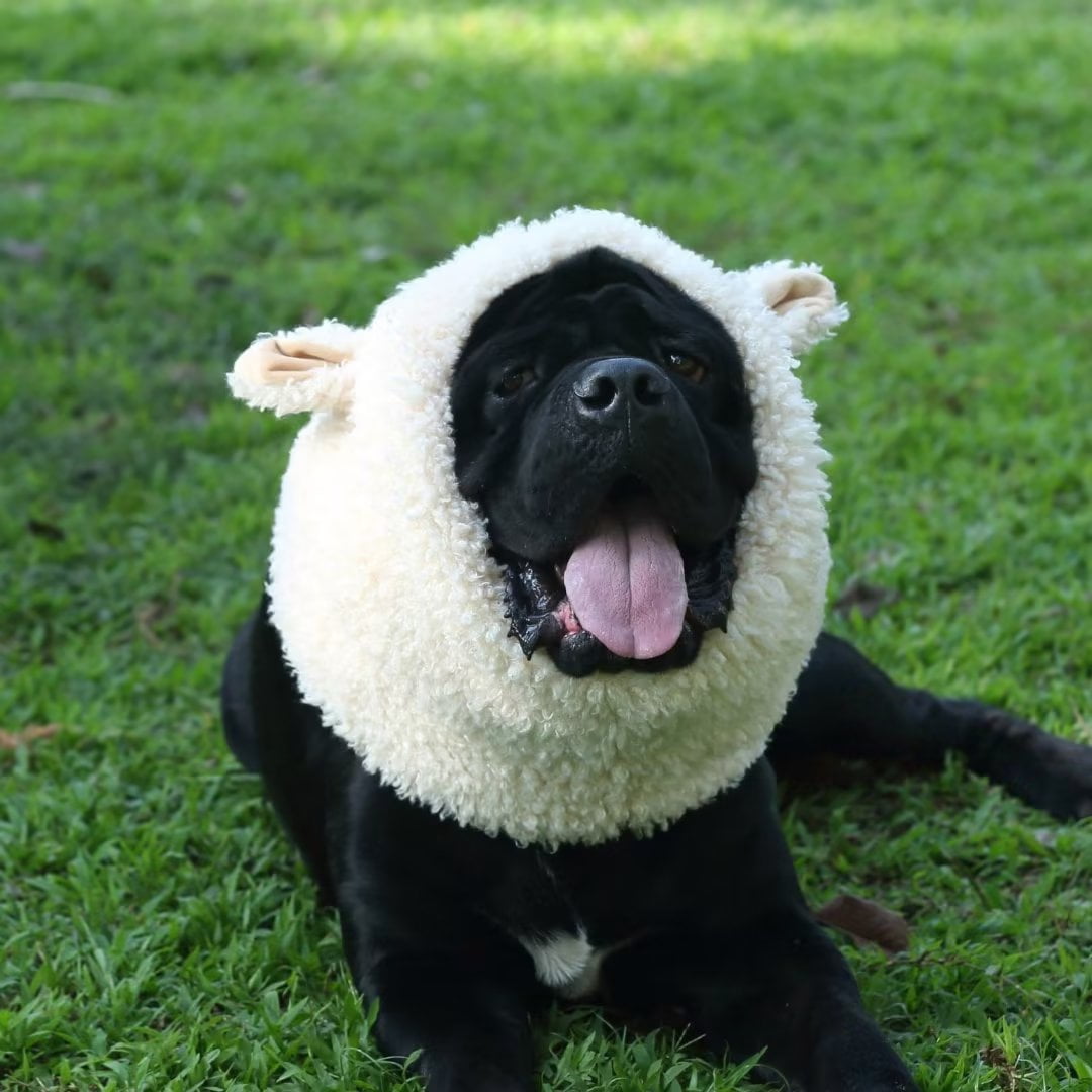 Disfraz de Halloween para perros, ropa divertida para mascotas para Halloween y Navidad, accesorios de ropa para perros (talla L, oveja)