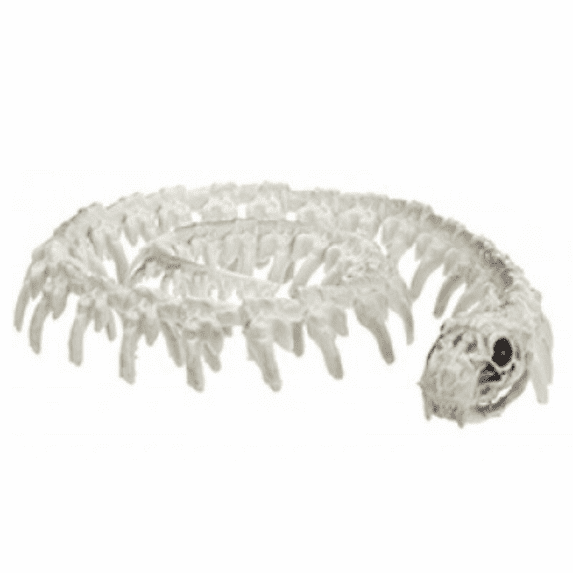 Halloween Decorations Animal Skeleton & Skull Realistic Bones Scary Party Props-Snake