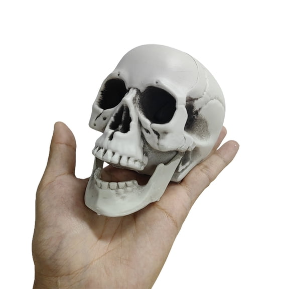 Halloween Human Skull Model Plastic Skull Decor Fake Head Decorations Realistic Head Bone Model Human Skeleton Statue