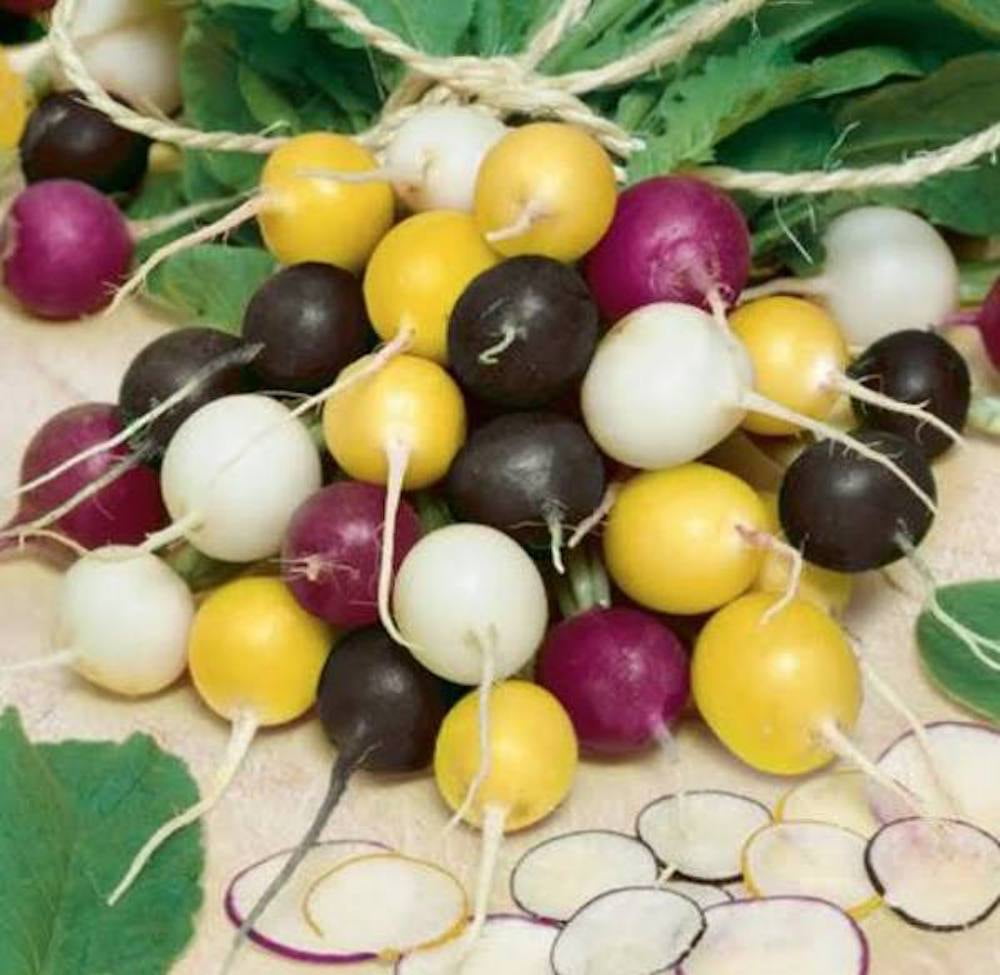 Halloween Mix Blend Radish Seeds - 250 Seeds
