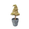 thumbnail image 1 of Halloween Moss Witch Hat Topiary in Cauldron, Green and Gray, 8.3", 1 of 6