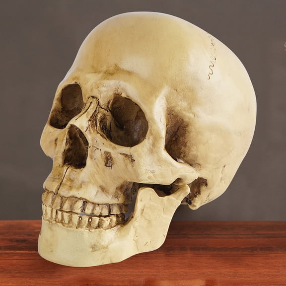 Halloween Plastic Skeleton Head Realistic Mini Skull Prop For Display