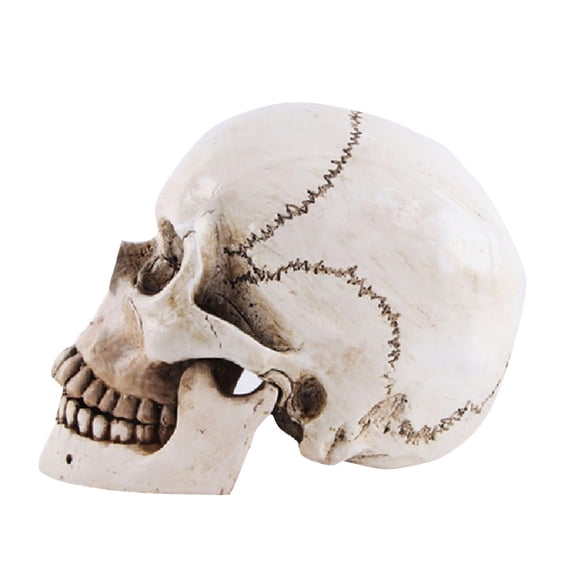 Halloween Resin Skull Head Statue, Halloween Party Decorations, Spooky Home Decor, Halloween Skeleton, 7X6X5 Inch Human Skull Replica for Indoor Display, Table Accent and Seasonal