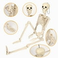 thumbnail image 1 of Halloween Skeleton 34.5inch Life Size Skeleton Bones with Realistic with Adjustable Joints Skull Spine Bones Articulated Hand & Foot Halloween Props for Study and Display Colorful Posters, 1 of 8
