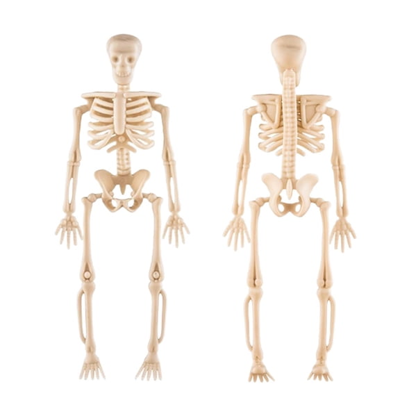 Halloween Skeleton Assembly Kit, Human Skeleton Model, Movable Joint Body Halloween Party Decoration Prop
