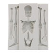 thumbnail image 1 of Halloween Skeleton Bone Silicone Mold Kitchen DIY Cake Baking Decoration Chocolate Fondant Mold Handmades Plasters Tool, 1 of 4