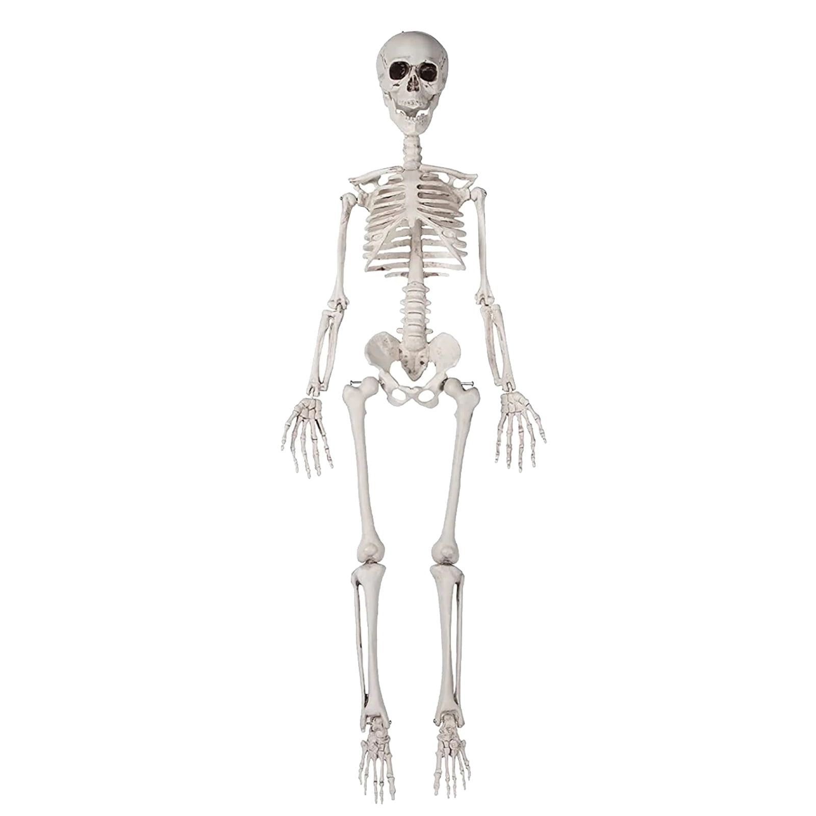 Halloween Skeleton Decoration, 36-Inch Tall Life-Size Halloween ...