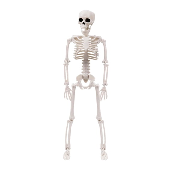 Halloween Skeleton Set Full Body Skeleton with Moveable Joints for Halloween Party Yard Garden Decoration