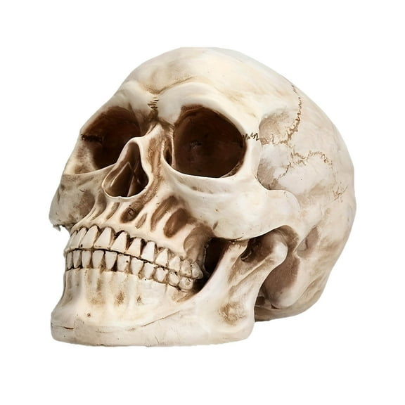 Halloween Skull Figurine, Resin Skeleton Head Artwork Decoration – Realistic Gothic Ornament for Haunted House, Party & Home Decor
