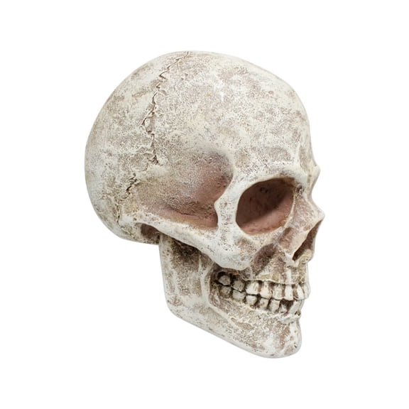 Halloween Skull Skeleton Statue,66 Inch Resin Decor Ornament Head Bone,Vintage Weathered Aged Antique Side Profile Gothic Tabletop Accent.