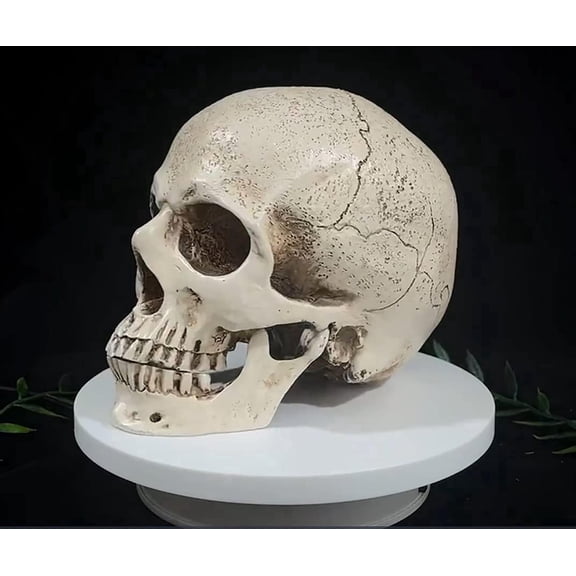 DurableDelights Realistic Resin Skull Statue, Halloween Home Decor, 6.2 in