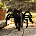 thumbnail image 1 of Halloween Spider Costume for Dog Cat, Halloween Pet Costume Halloween Decorations, Spider Decor, Spider Cosplay Costumes with Adjustable Hook and Loop Fasteners for Dogs and Cats (Spider Legs, M), 1 of 7