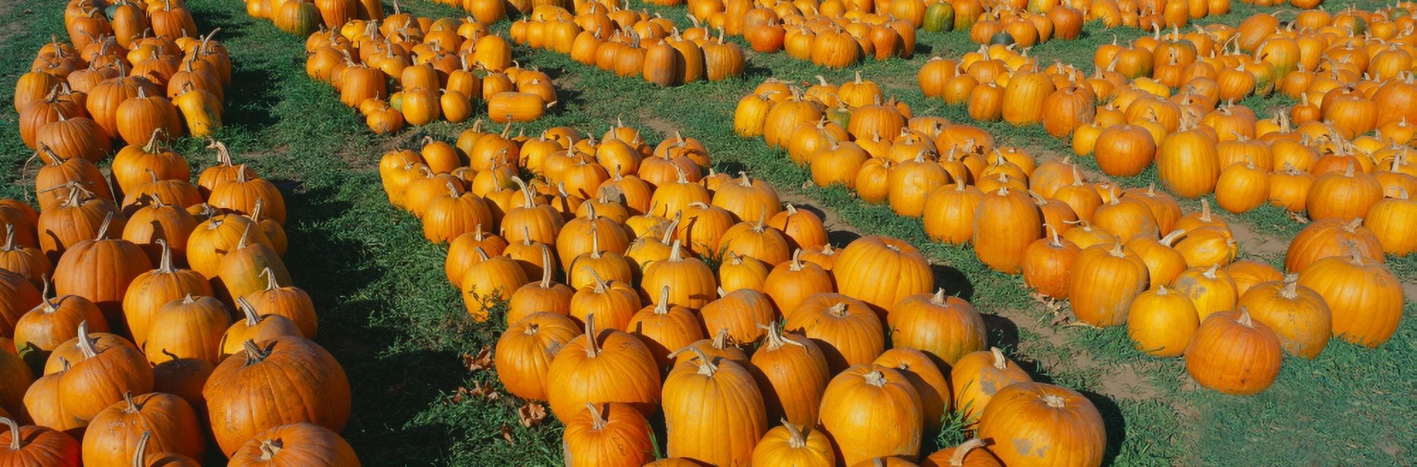 Halloween pumpkins Dutchess County New York Canvas Art - Panoramic Images (27 x 9)